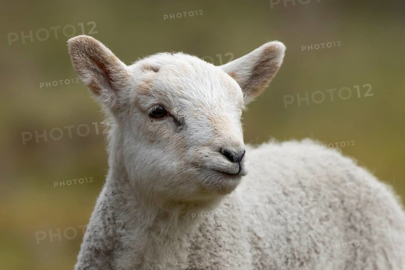Domestic sheep (Ovis aries) juvenile baby lamb farm animal head portrait in spring, England, United Kingdom
