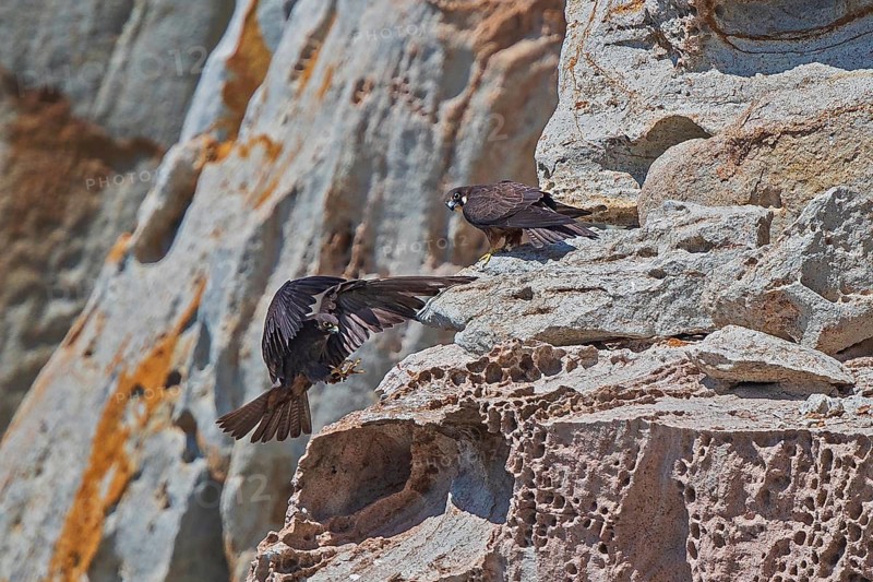 Eleonora's Falcon (Falco eleonorae) pair, Sardinia, Italy