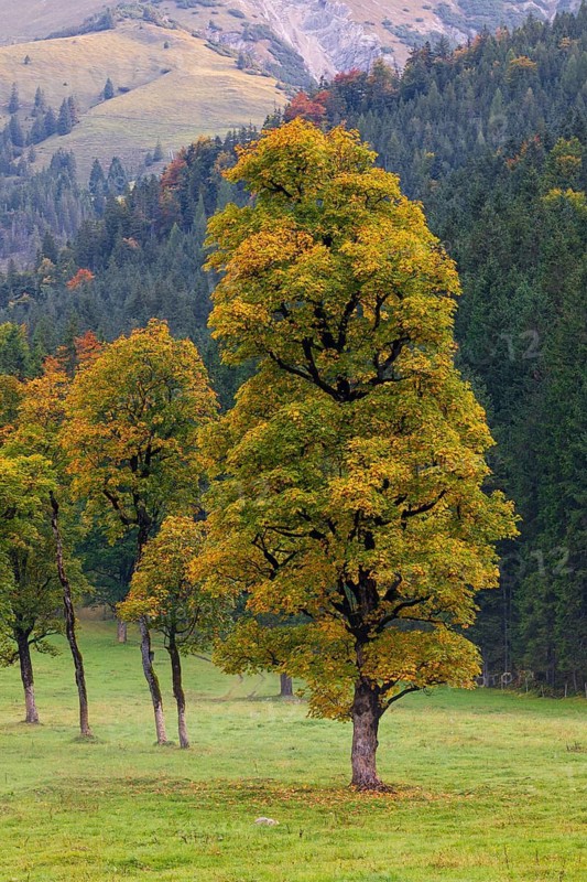 Nature conservancy area Grosser Ahornboden. Sycamore maple trees, Acer pseudoplatanus, in autumn. Karwendel mountains, Austria