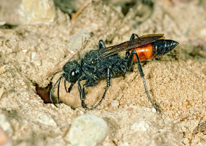 Bristly sand wasp, hairy sand wasp, hymenoptera, short-stalked sand wasps, Podalonia hirsuta, spheciformes, sphex hirsutus, prey, digging wasps, insects, insects