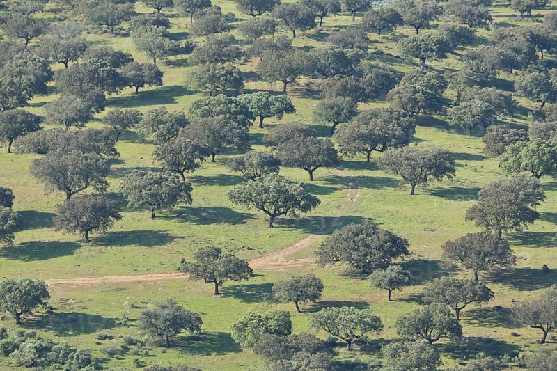 Green dehesa with rocky oaks, view from above, path, trees, monochrome, grove, Monfragüe, Extremadura, Spain