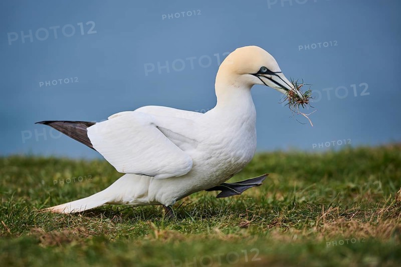 Northern gannet (Morus bassanus) on the cliff with nesting material in the beak, wildlife, Helgoland, Germany
