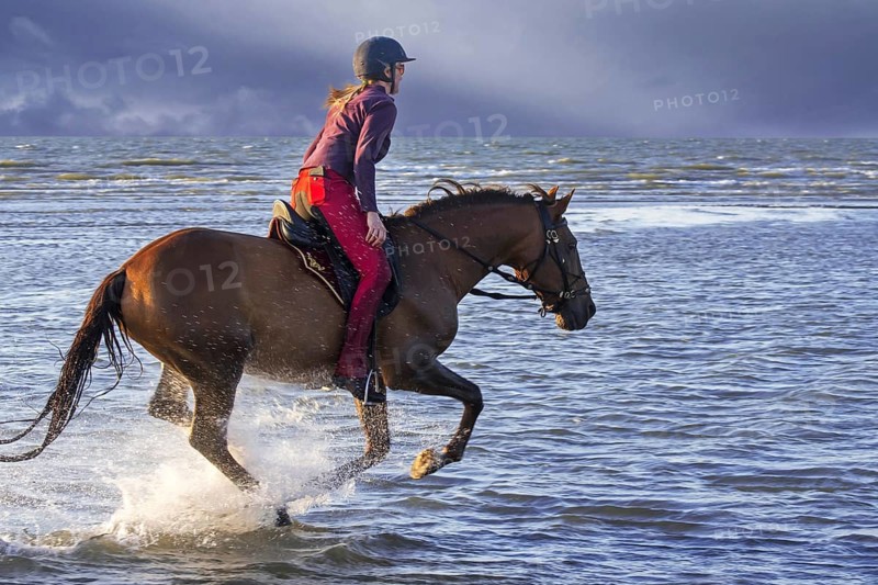 Horsewoman / female horse rider on horseback galloping through water on the beach along the North Sea coast