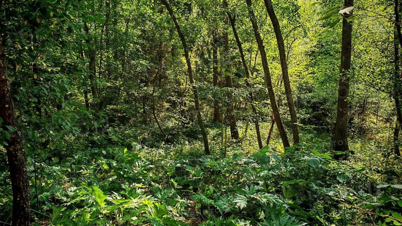 Dense green forest with lush vegetation, low light, cool, natural retreat, Obermaintal, Upper Franconia