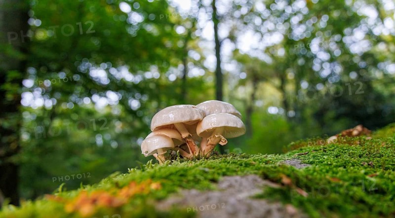 Beech slime (Mucidula mucida), Germany