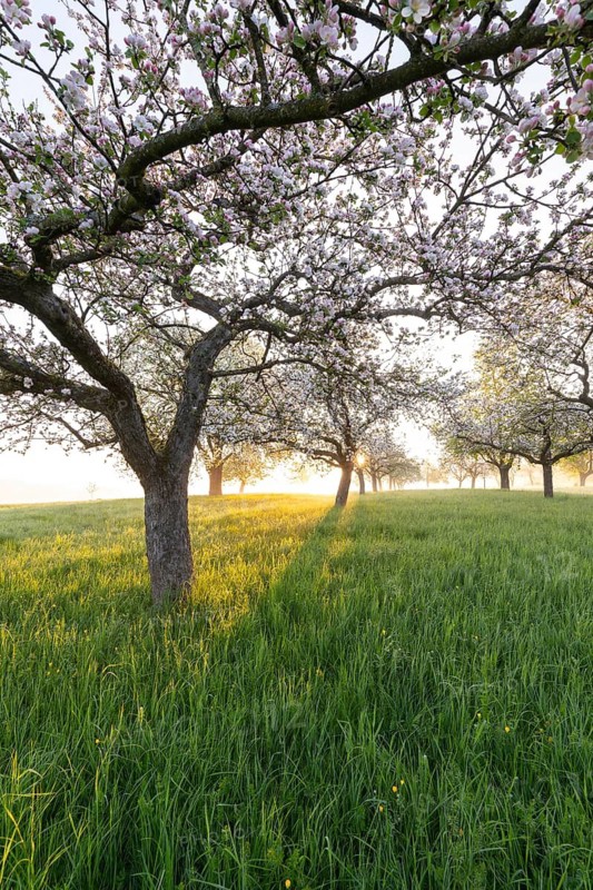 Fresh blossom, morning light, ground mist... simply magical! Foothills orchard meadow in bloom - apple tree avenue in the morning light with ground mist