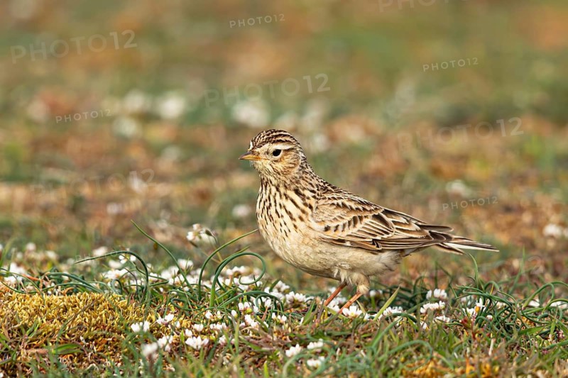 Eurasian Skylark (Alauda arvensis) perched on the ground, Oeland, Sweden