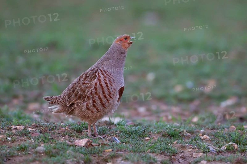 Grey or English or Hungarian partridge (Perdix perdix) adult male game bird calling in a farmland cereal field, Suffolk, England, United Kingdom
