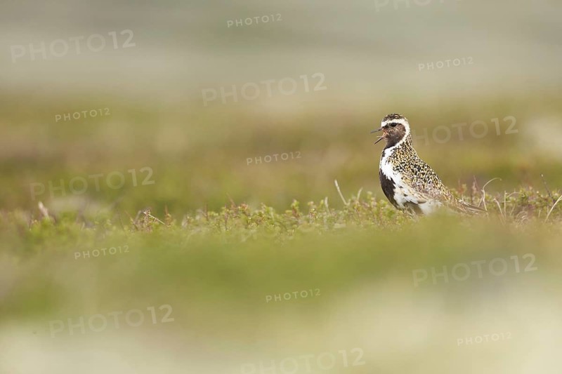 European Golden Plover (Pluvialis apricaria) calling, Dovrefjell, Norway