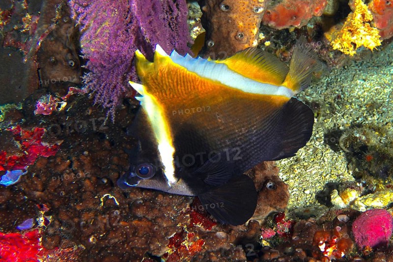 A colourful fish with yellow and black stripes, the horned bannerfish (Heniochus varius), in a coral reef at the Toyapakeh dive site, Nusa Ceningan, Nusa Penida, Bali, Indonesia