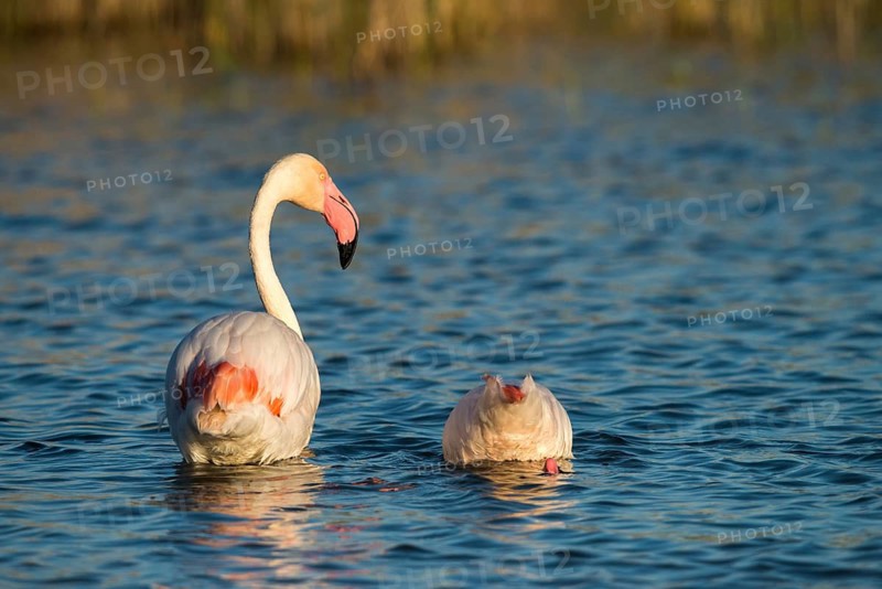 Afro-Asian Greater Flamingo, Eurasian Flamingo, European Flamingo, Granelli, Greater Flamingo, Italy, Pantano Cuba Lagoon, Pantano Longarini Lagoon, Pantani Cuba and Longarini, Phoenicopterus Roseus, Rosy Flamingo, Migratory Bird Sanctuary Pantani Cuba & Longarini, Birds, Ciconiiformes, Flamingo, Italy birds, Sicily, Foundation for Biodiversity, stork birds, birds