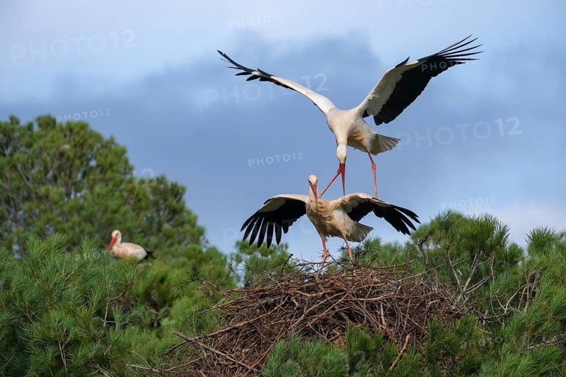 Rasmalho, Portimao, Algarve, Portugal - Stork colony, storks build nests in the pine forest. The stork village near Rasmalho is located directly on the road from Portimao to Monchique