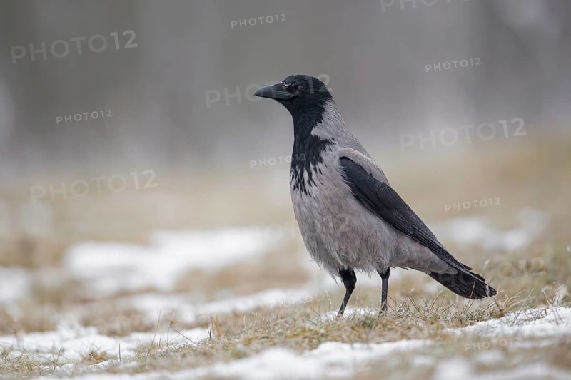 Hooded Crow (Corvus cornix) perched on snowy ground, Poland