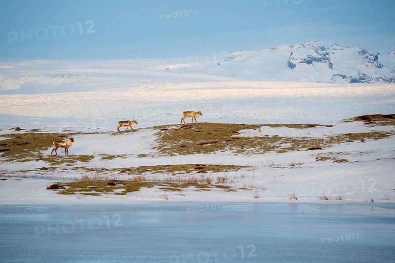 Reindeer roam across Iceland's serene, snowy landscape near a frozen lake. The image captures the untouched beauty and tranquility of Iceland's winter wilderness