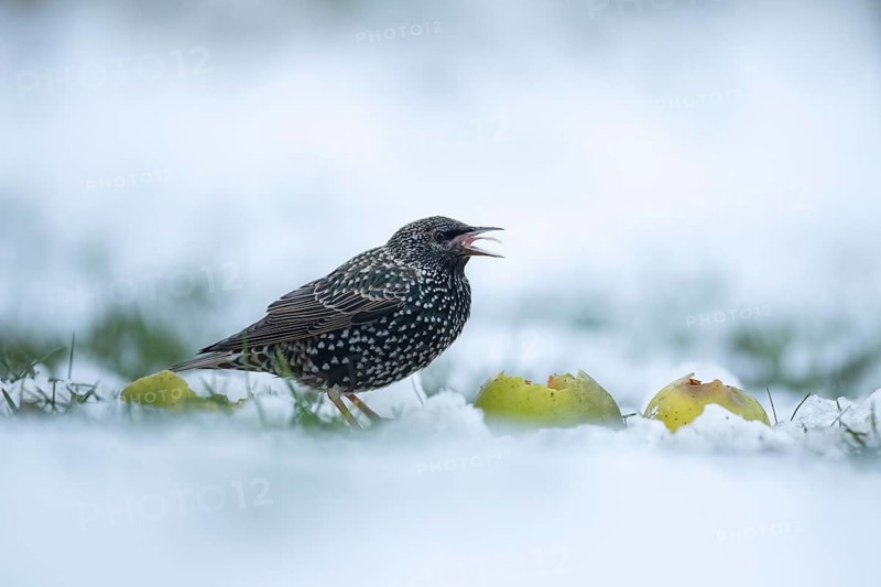 European starling (Sturnus vulgaris) adult bird feeding on an apple on a snow covered garden lawn, Suffolk, England, United Kingdom