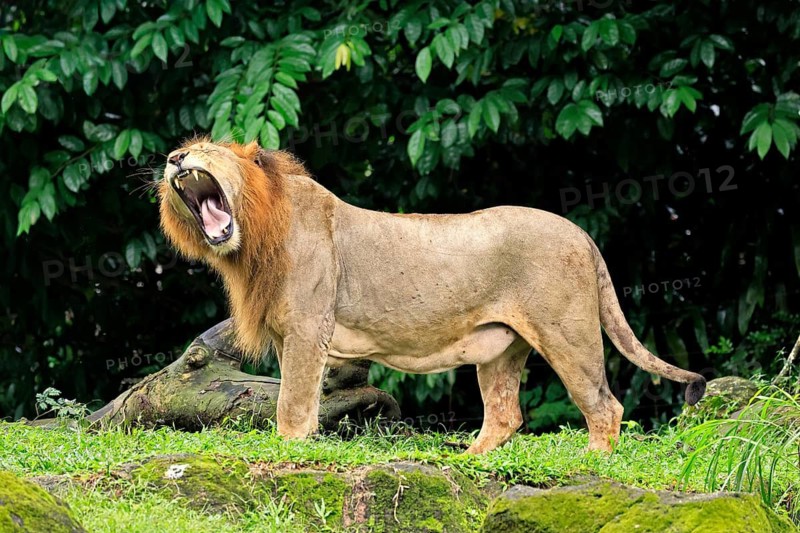 Lion (Panthera leo), adult, male, yawning