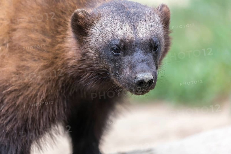 One wolverine, (Gulo gulo), frontal portrait with some green vegetation in the background