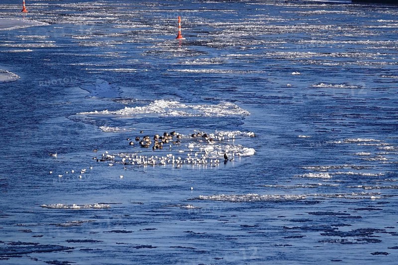 Elbe with ice floes, birds, winter, Dresden, Saxony, Germany