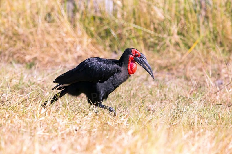 Southern ground hornbill (Bucorvus leadbeateri) Botswana, Botswana