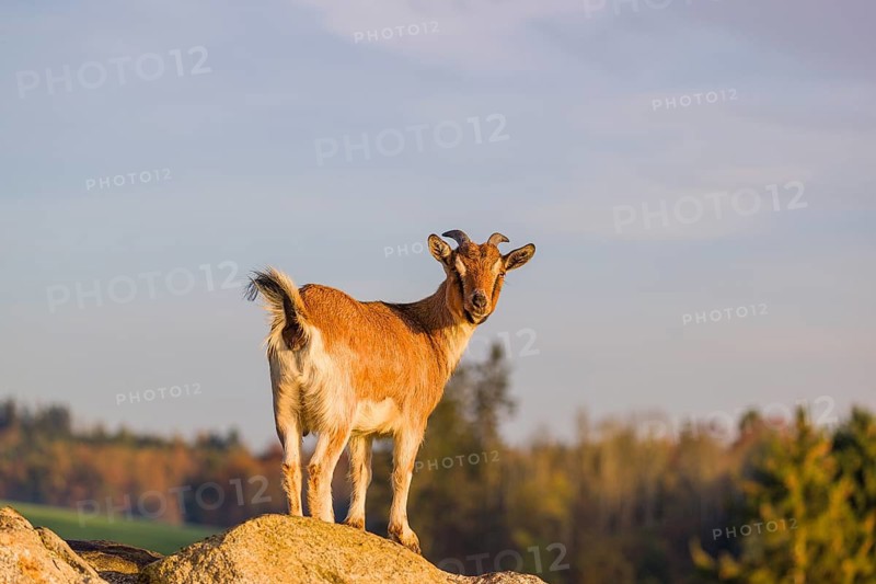 An African Pygmy goat Capra aegagrus hircus) stands on top of a rock, looking around