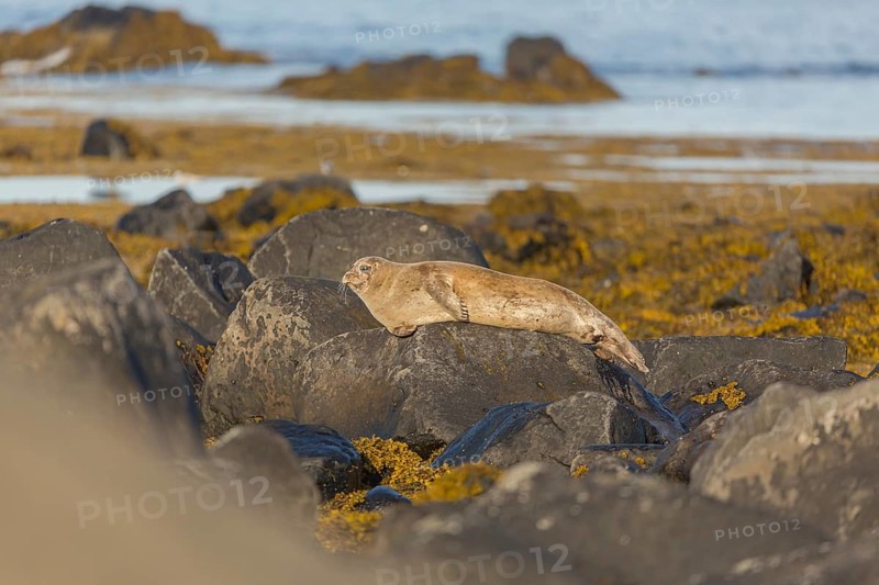 One harbor seal (Phoca vitulina), also known as the common seal, resting on a rock at the coast of Ytri Tunga, Leaving a poop. Iceland