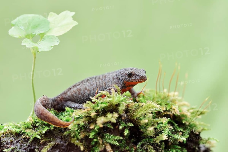 Alpine newt (Ichthyosaura alpestris) in terrestrial habitat, North Rhine-Westphalia, Germany