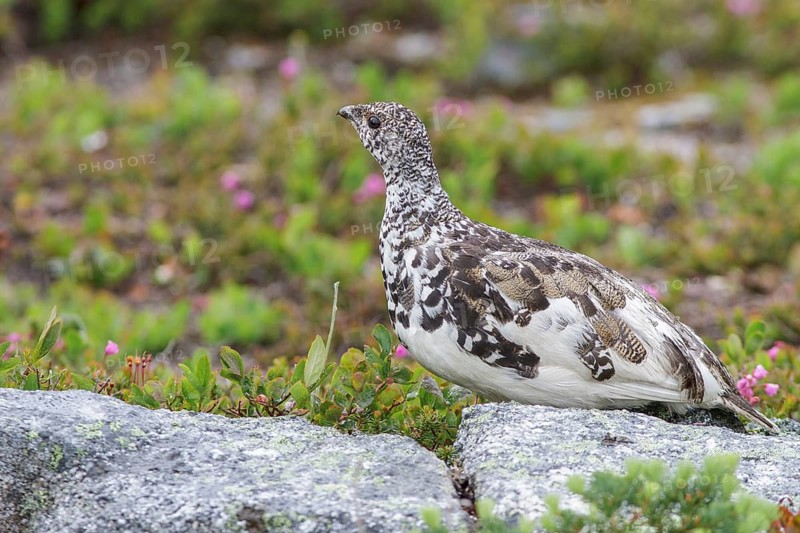 White-tailed Ptarmigan (Lagopus leucurus) in the alpine habitat of British Columbia, Canada