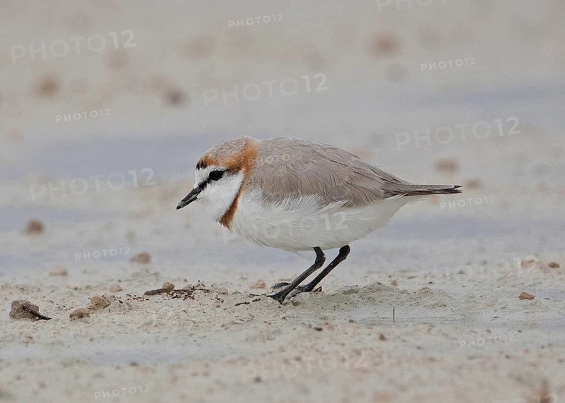 Chestnut-banded Plover (Charadrius pallidus) foraging in the mud, Namibia