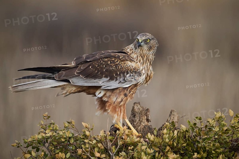 A vigilant red kite stands perched on a woody stump amid a bush, its keen eyes searching the surroundings, ready for the hunt