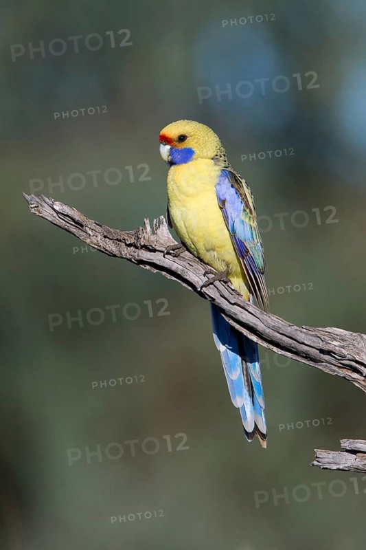 Yellow Rosella (Platycercus elegans flaveolus) male, Victoria, Australia