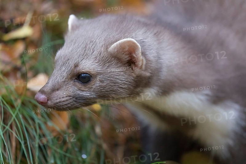 One beech marten (Martes foina) running thru a forest of pines. Trees and undergrowth around