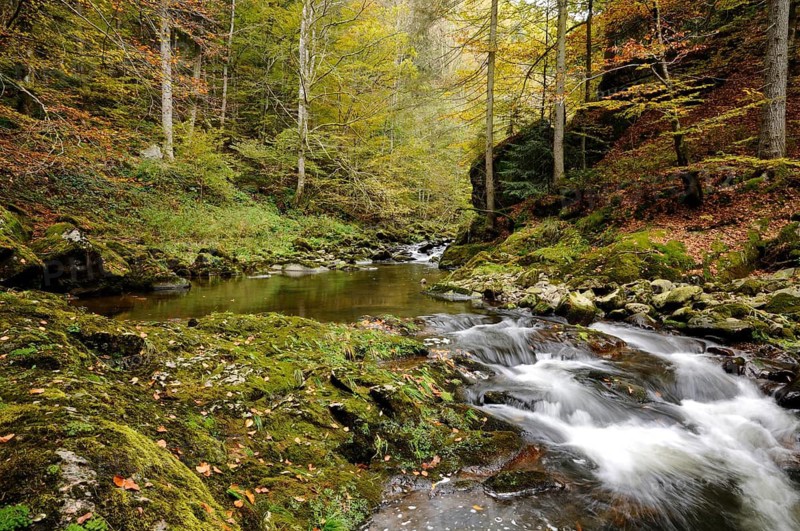 River flows through an autumnal forest with moss-covered rocks, Buchberger Leite, Bavarian Forest National Park