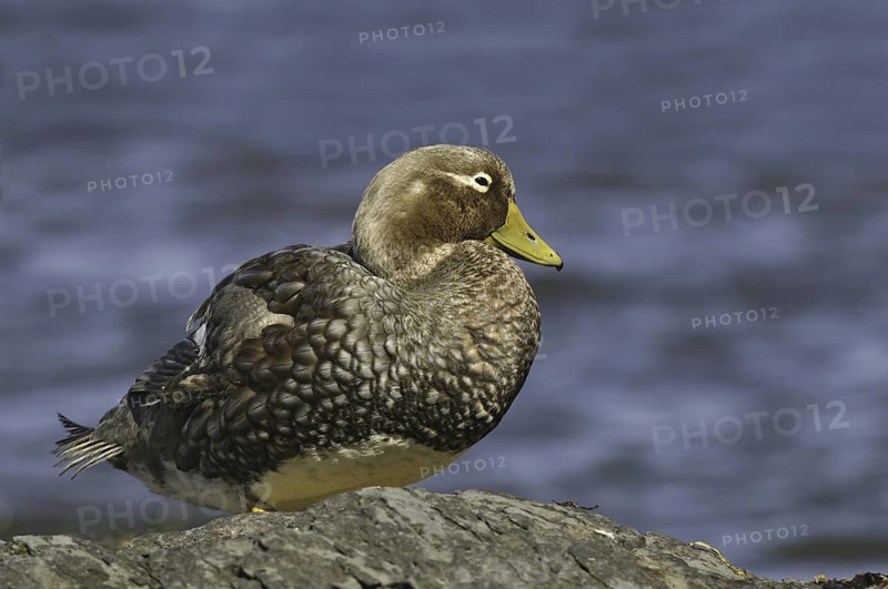 Flying Steamer Duck (Tachyeres patachonicus), Falkland Islands
