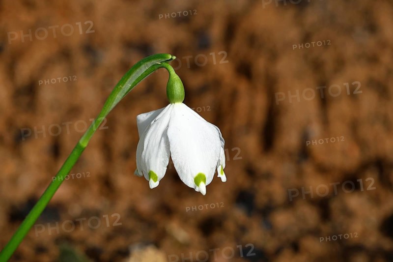 Spring snowflake (Leucojum vernum), spring knot flower, Amaryllis family (Amaryllidaceae), single flower in the forest, Wilnsdorf, North Rhine-Westphalia, Germany