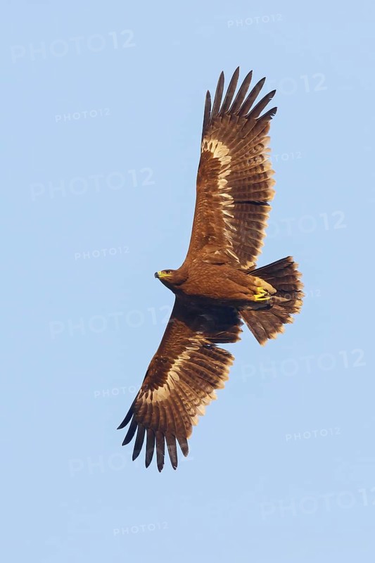 Steppe eagle, (Aquila nipalensis), animals, birds, family of true eagles, flight photo, Raysut Waste Disposal, Salalah, Dhofar, Oman