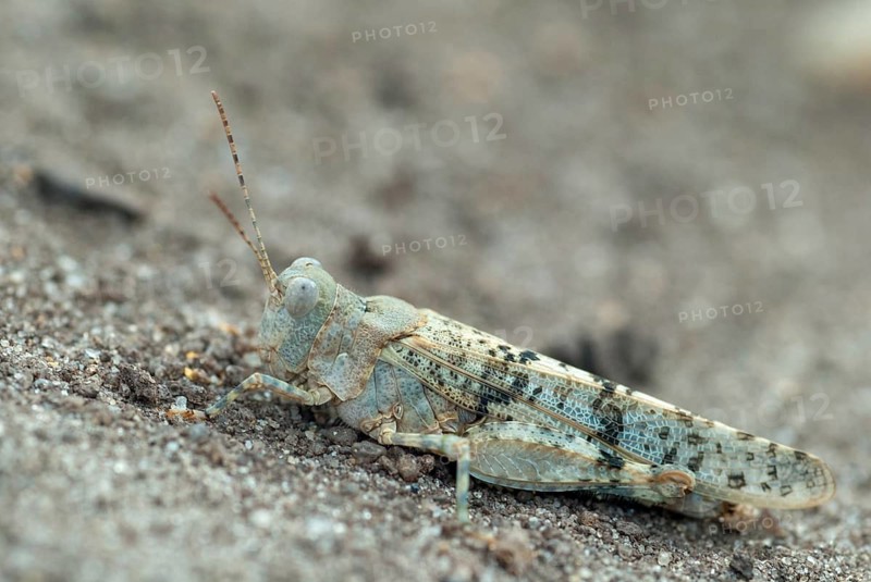 Blue-winged sandscare, Brandenburg, Caelifera, Germany, grasshoppers, short-feeler, nabu, oedipodinae, sphingonotus caerulans, post-mining landscape, blue-winged grasshopper, grasshopper, greenhouse, grasshoppers, insects, wasteland scares