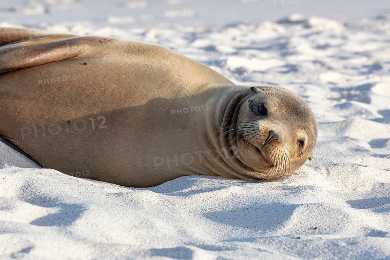 Sea lions (Zalophus wollebaeki), Galapagos, Ecuador