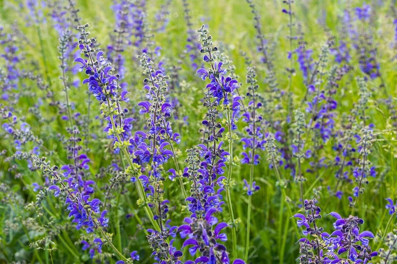 Meadow sage (Salvia pratensis) in bloom