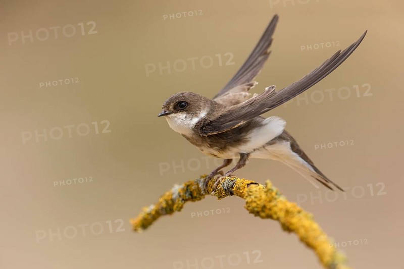 Sand Martin (Riparia riparia) flapping, perched on a branch, Poland