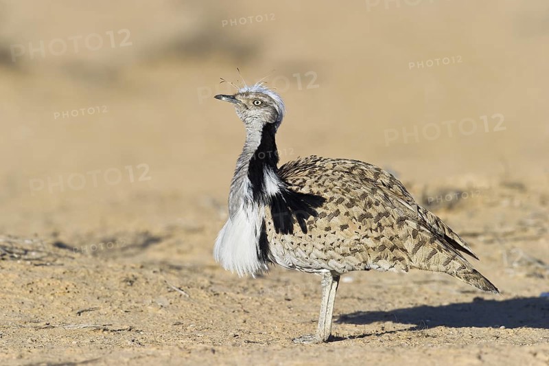 Houbara Bustard (Chlamydotis undulata) male, Nitzana, Negev, Israel