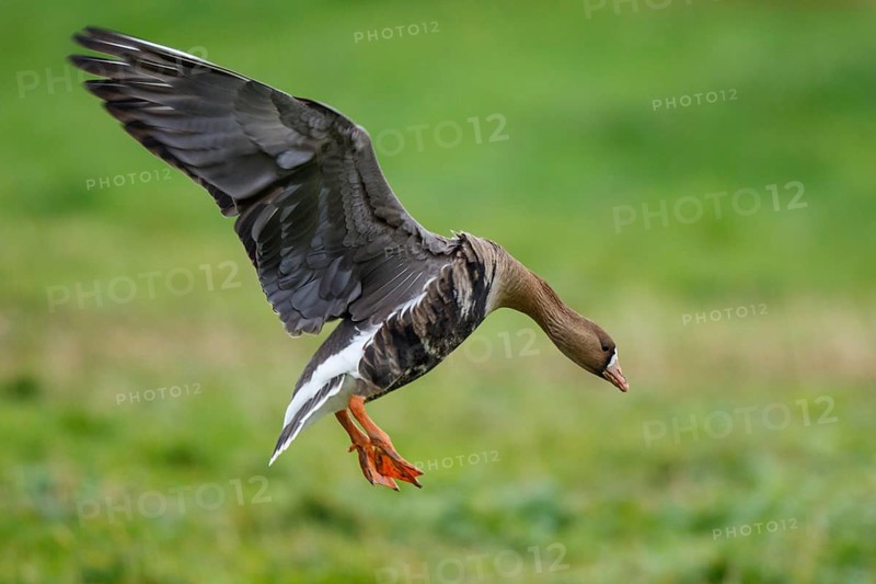 Greater White-fronted Goose (Anser albifrons) flying, North Rhine-Westphalia, Germany