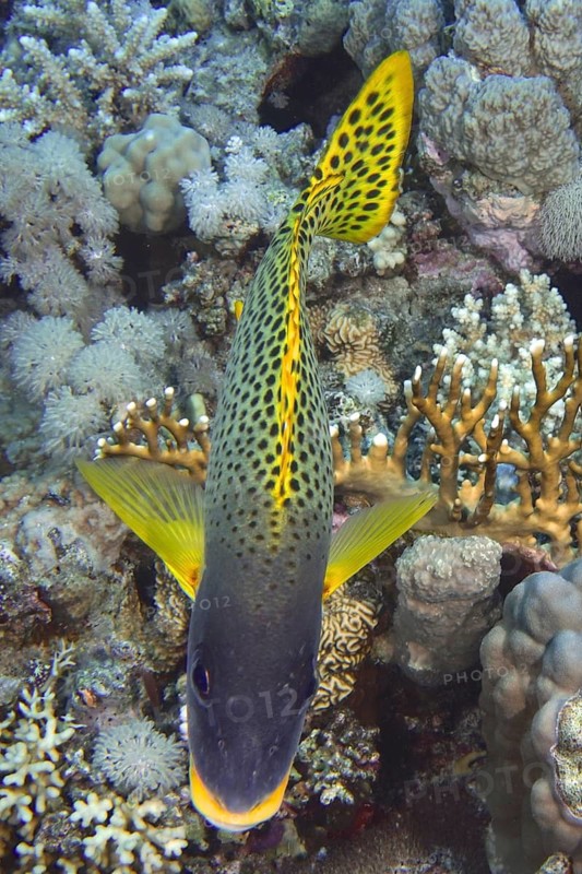 Black spotted sweetlips (Plectorhinchus gaterinus)