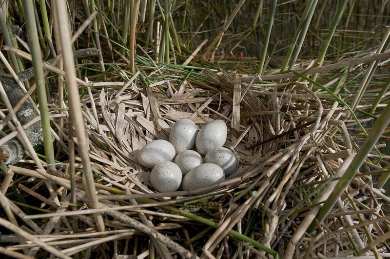 Eurasian Coot (Fulica atra), Saxony, Germany