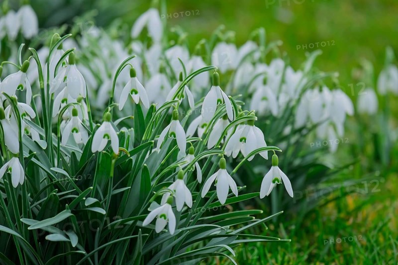 Snowdrops (Galanthus), Rhineland-Palatinate, Germany
