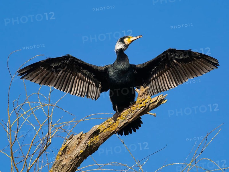 Common Cormorant (Phalacrocorax carbo), adult male in breeding plumage, perched on a dead tree branch with outstretched wings to dry its plumage after fishing, Hesse, Germany