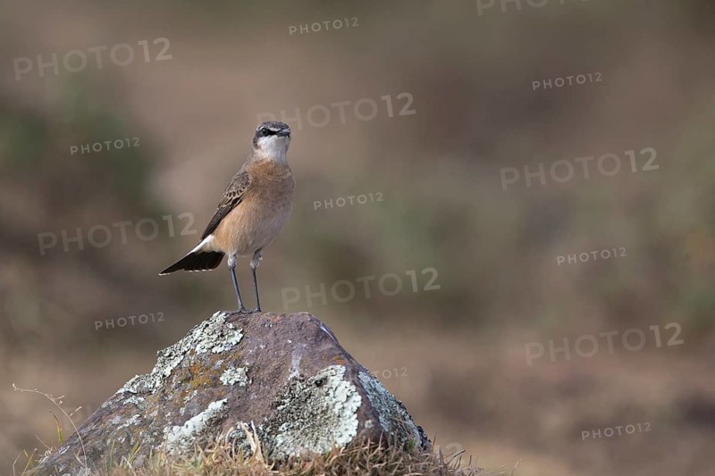 Red-breasted Wheatear (Oenanthe bottae) male perched on a rock, Bale Mountains National Park, Ethiopia