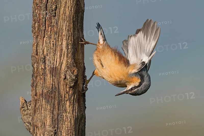 Eurasian Nuthatch (Sitta europaea) spreading wings, Aosta Valley, Italy