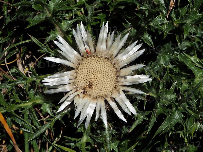 A white, symmetrical silver thistle (Carlina acaulis) nestled amongst prickly foliage, UNESCO Entlebuch Biosphere Reserve, Switzerland