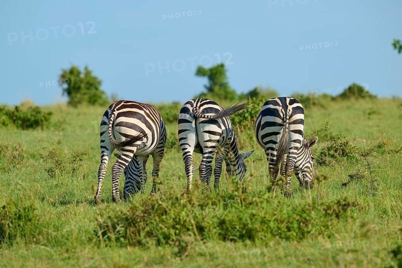 Three zebras are grazing in a line on a lush meadow: Quagga (Equus quagga), Masai Mara National Reserve, Narok County, Kenya
