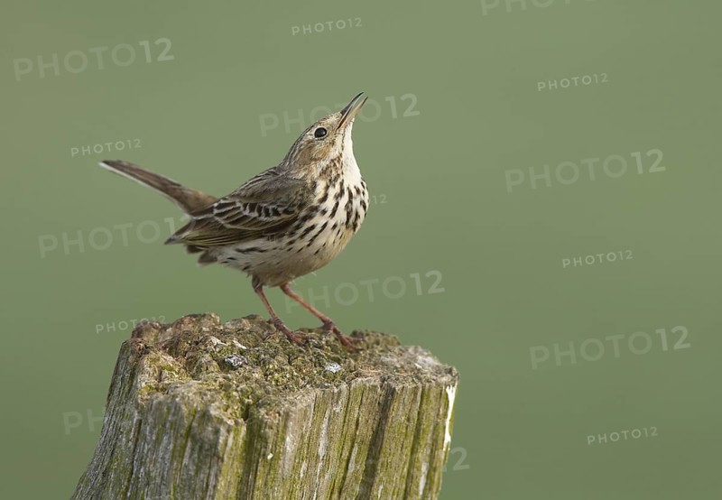 Meadow Pipit (Anthus pratensis), Schleswig-Holstein, Germany